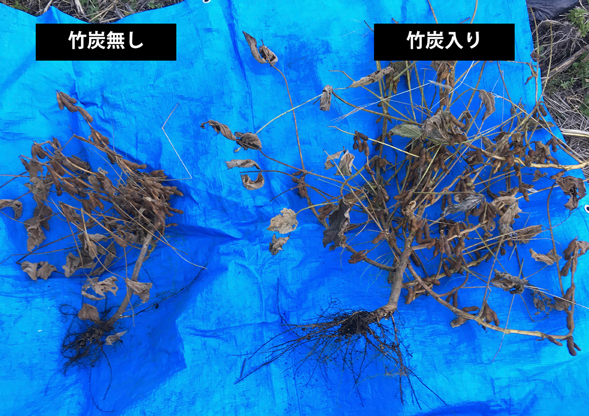 竹炭大豆実験